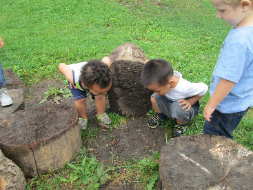 Children looking under a tree stump