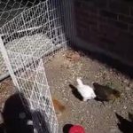 Observación de pollos en el patio de recreo